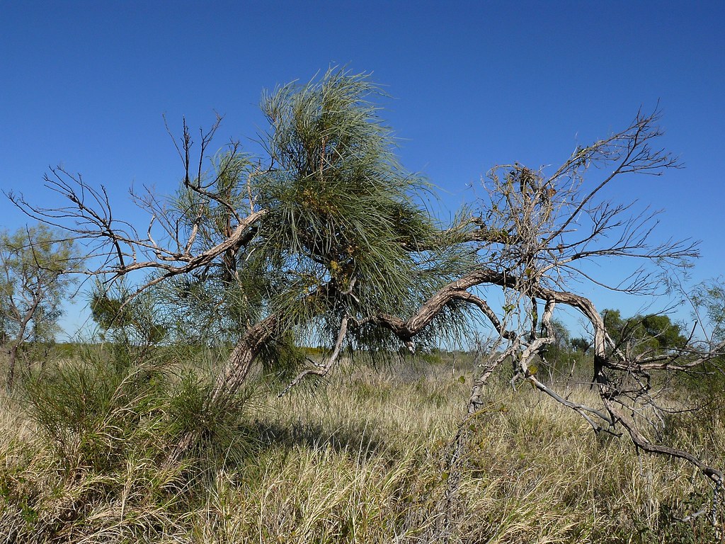 1. Northern Territory